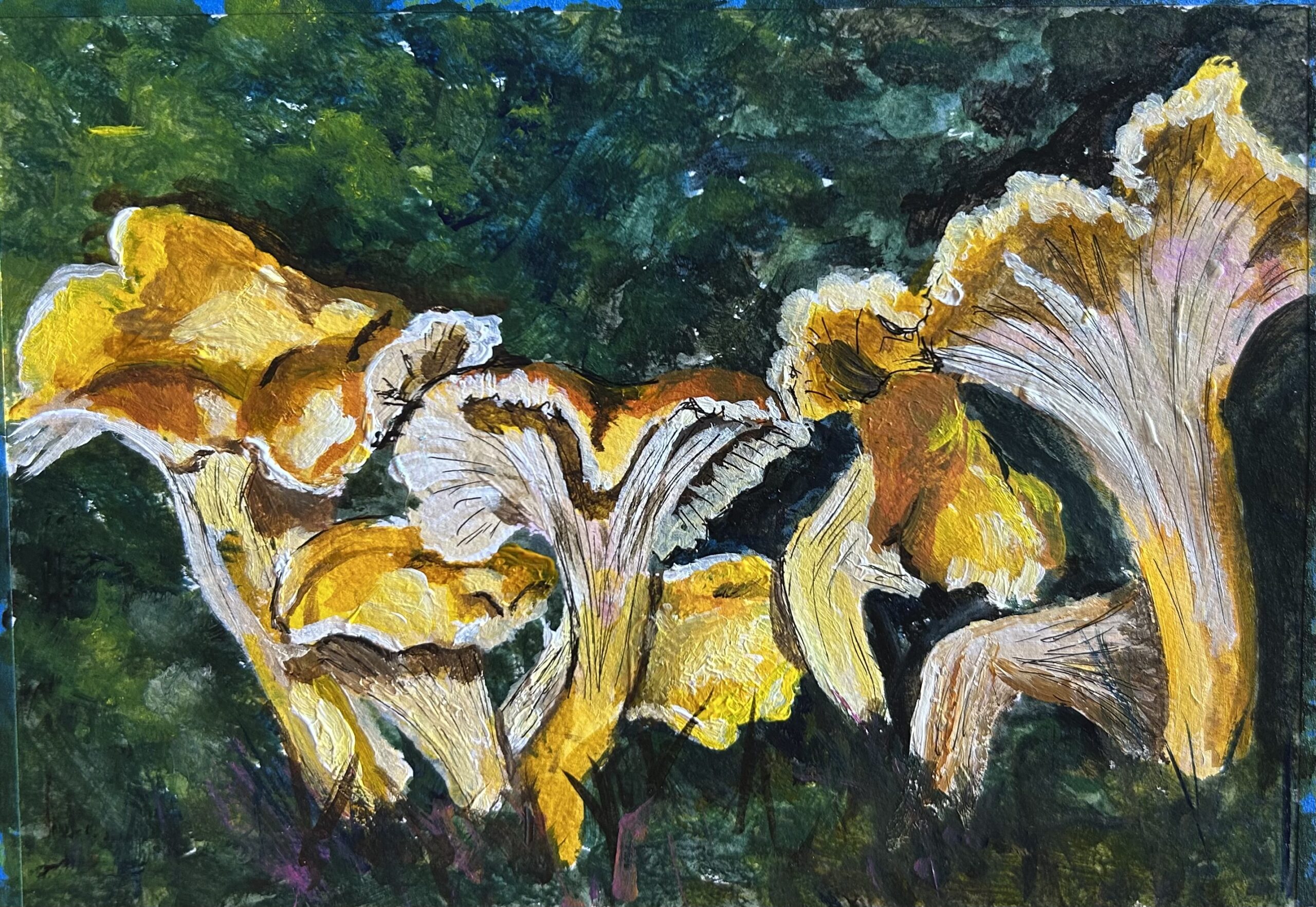 Chanterelles